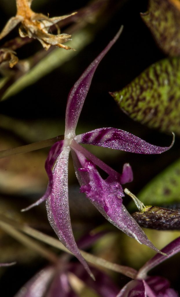 Macroclinium manabinum
