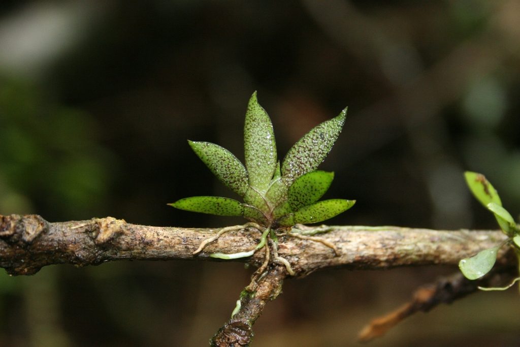Macroclinium wullschlaegelianum