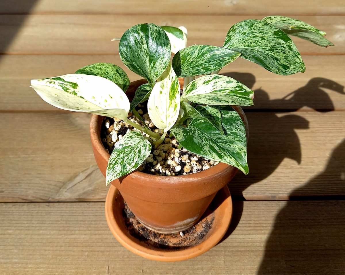 Marble Queen