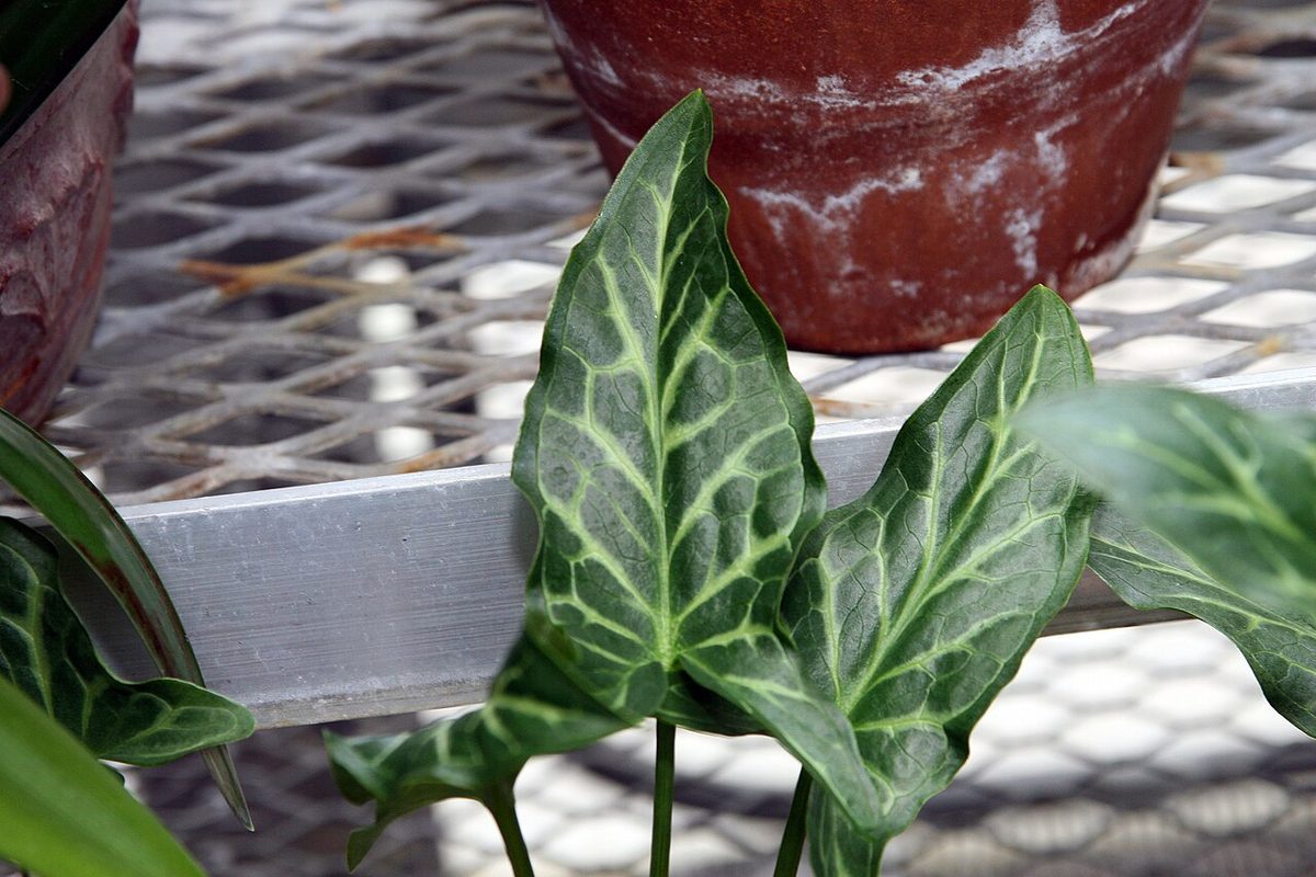 Marmoratum