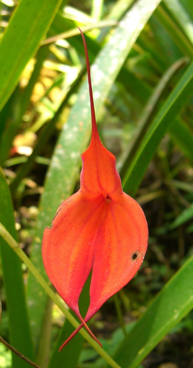 Masdevallia barlaeana