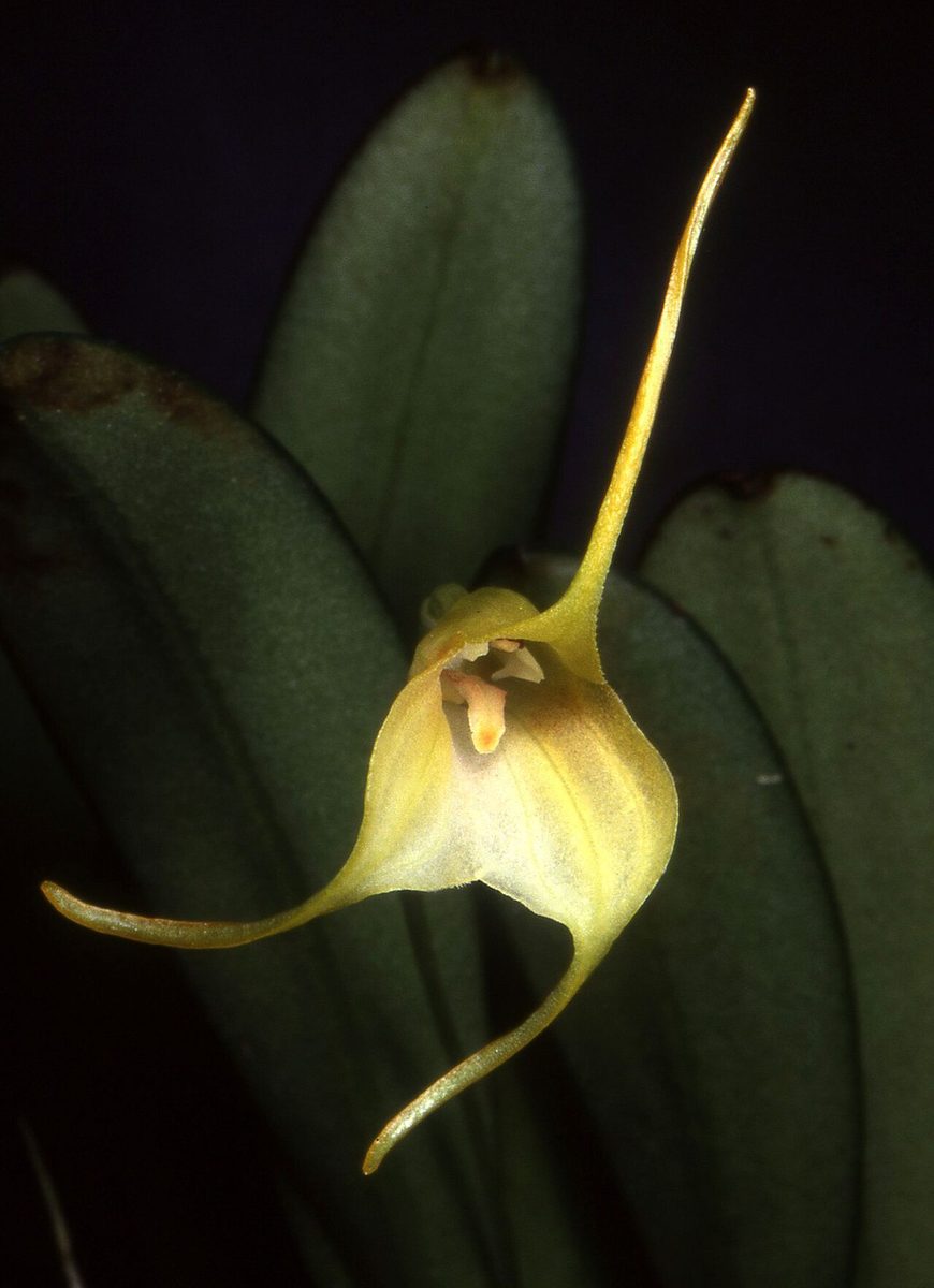 Masdevallia chasei