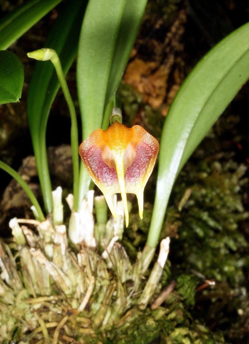 Masdevallia garciae