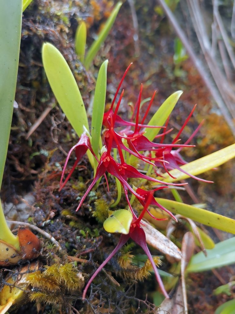 Masdevallia herradurae