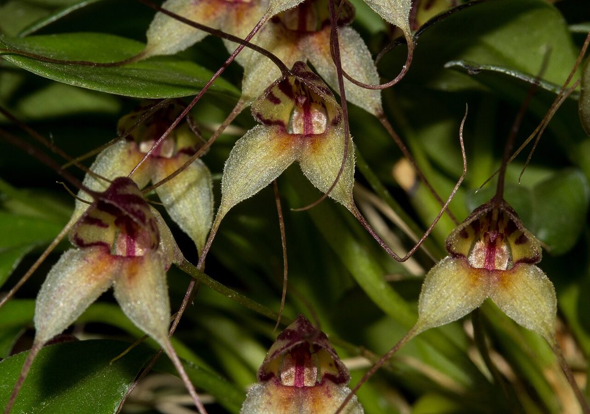 Masdevallia nidifica