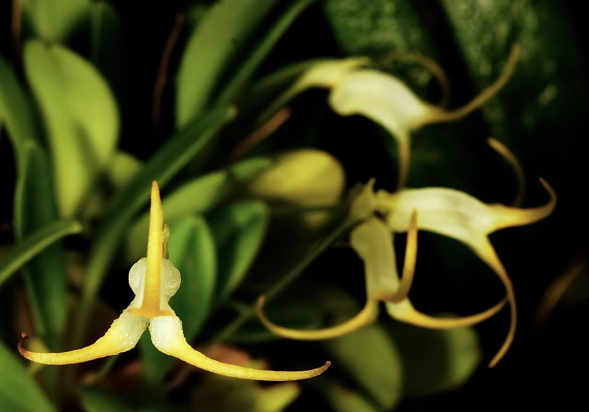 Masdevallia ophioglossa