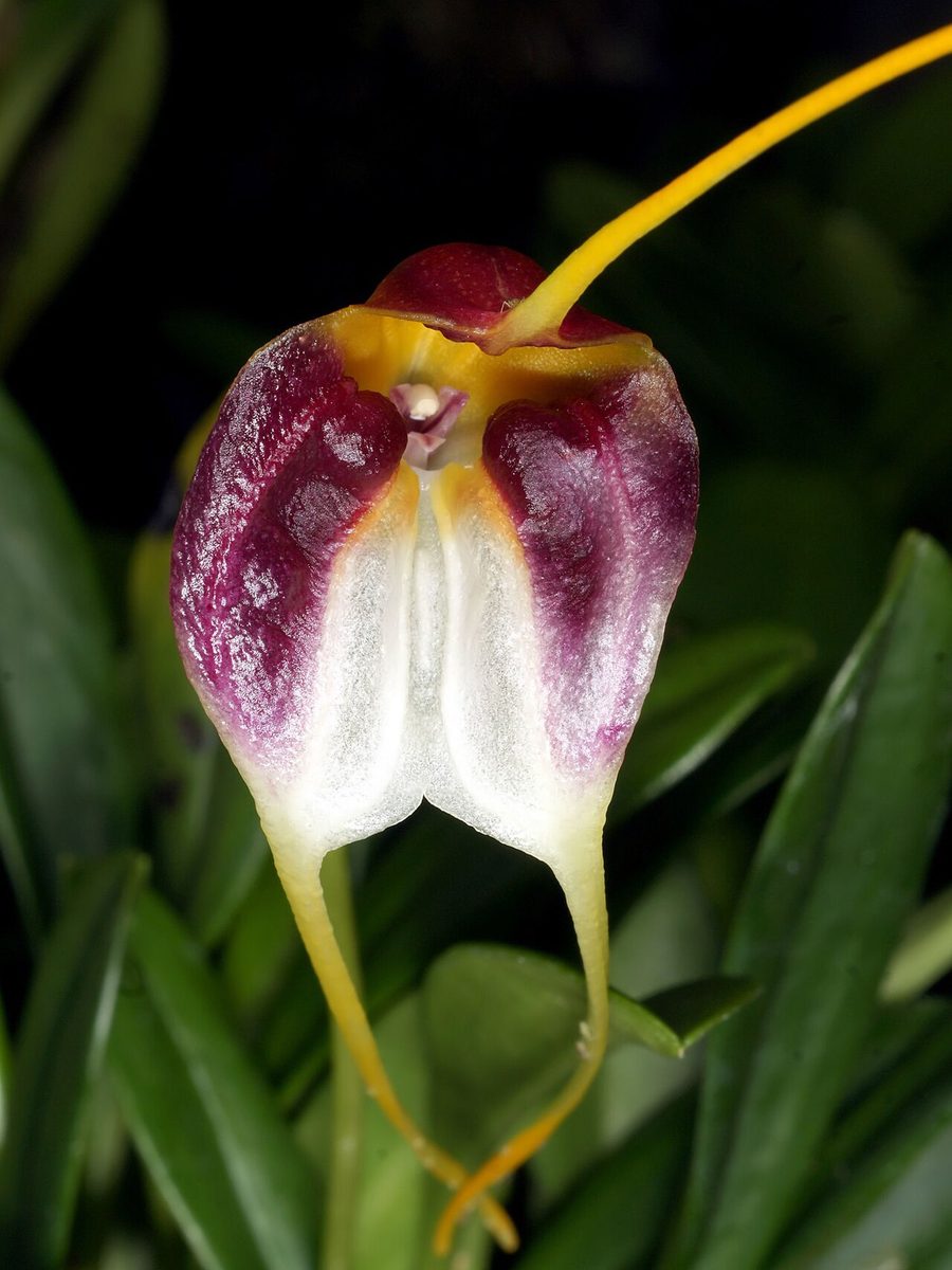Masdevallia schroederiana