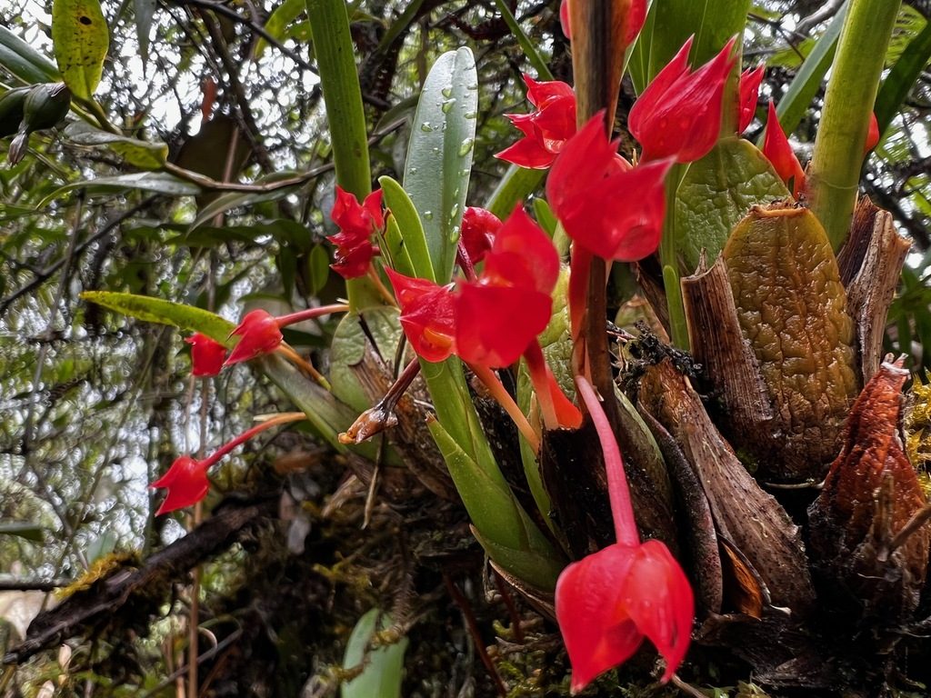 Maxillaria coccinea