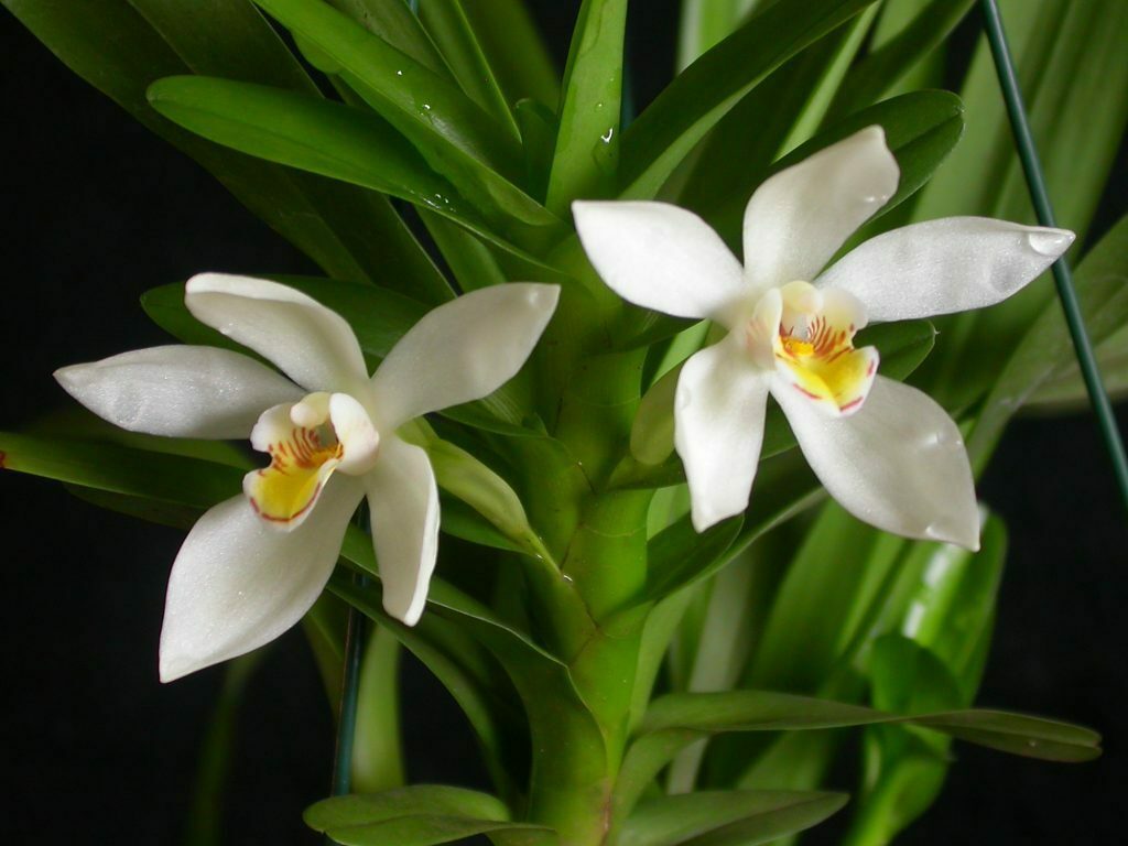 Maxillaria lutescens