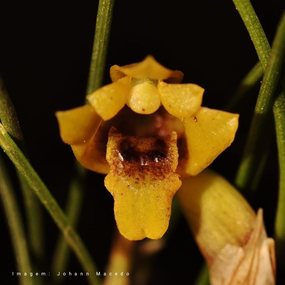 Maxillaria neowiedii
