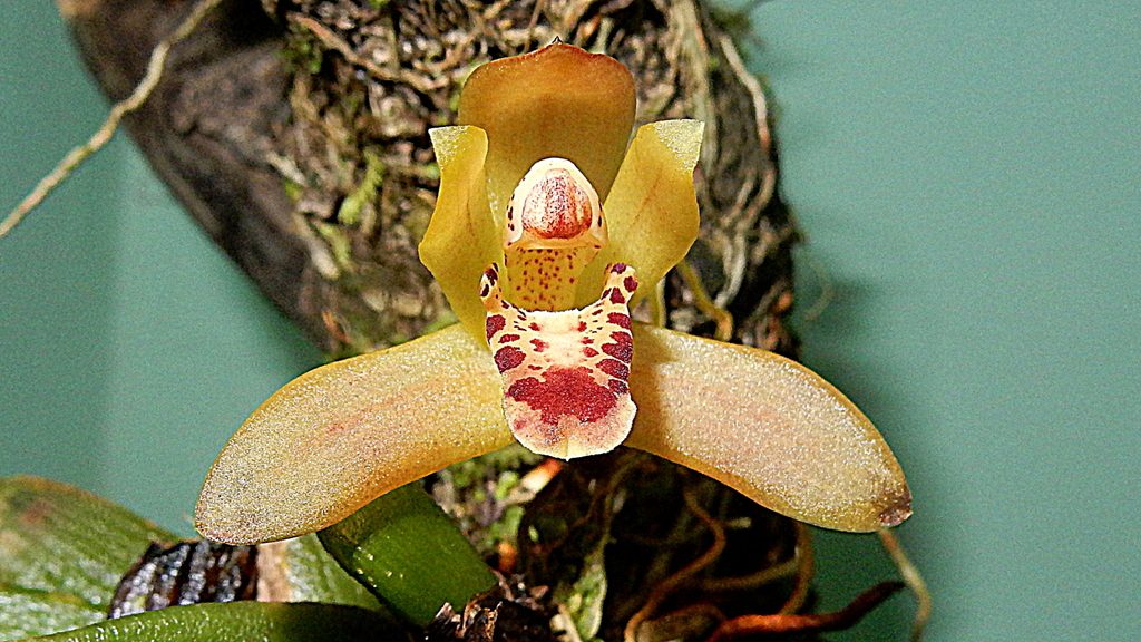 Maxillaria rufescens