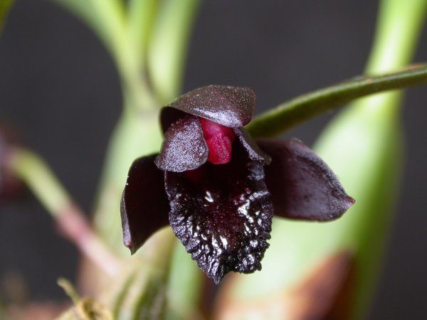 Maxillaria schunkeana