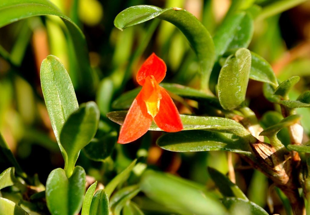 Maxillaria sophronitis
