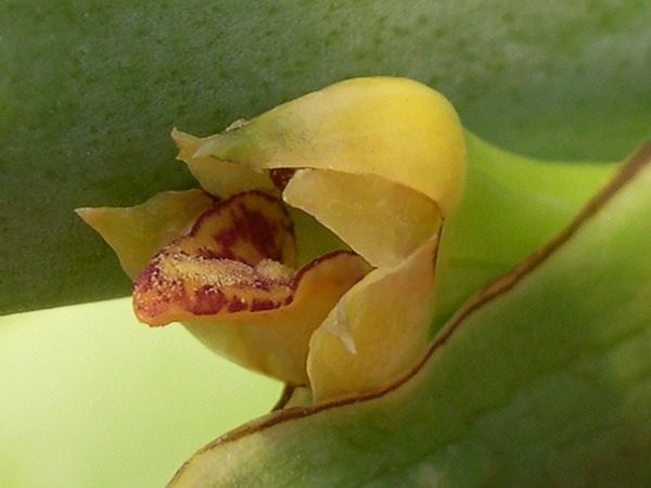 Maxillaria valenzuelana