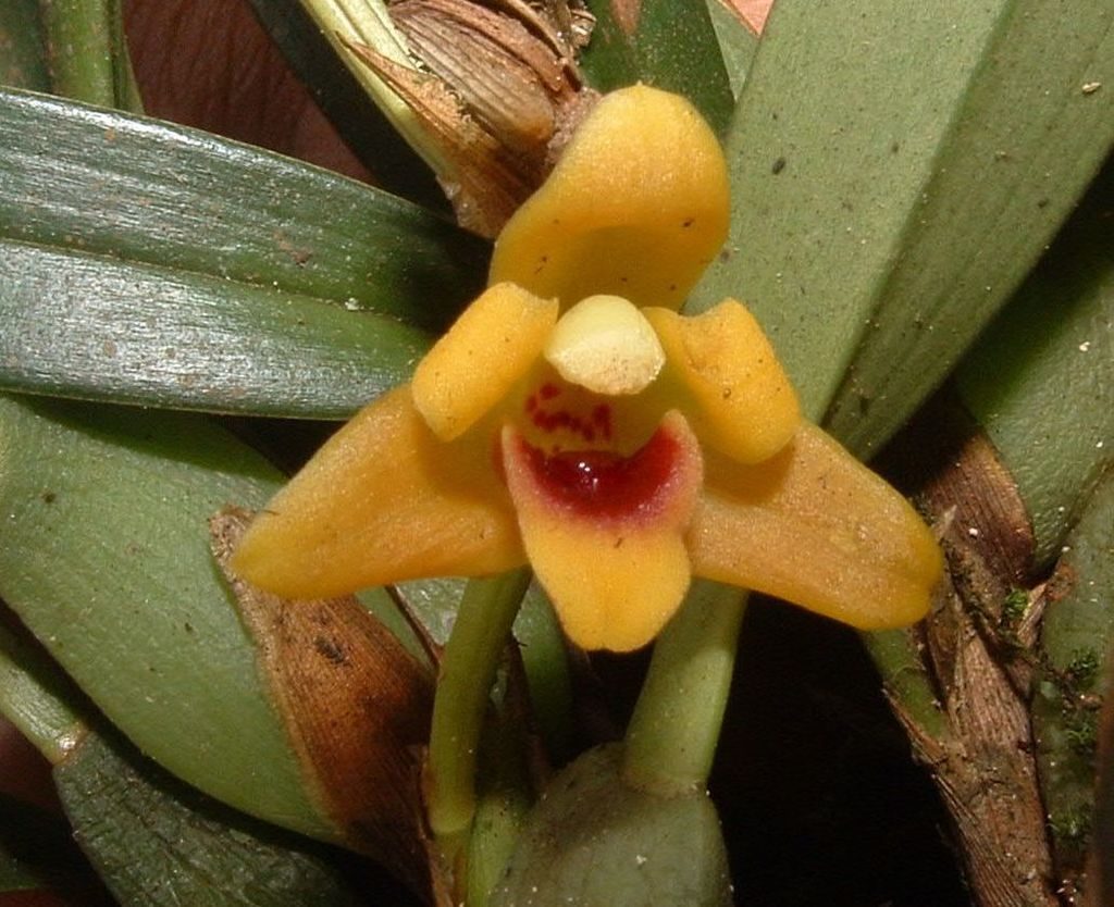 Maxillaria variabilis