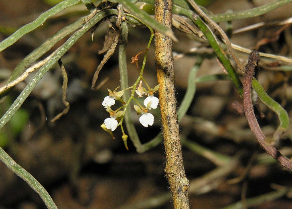 Microcoelia