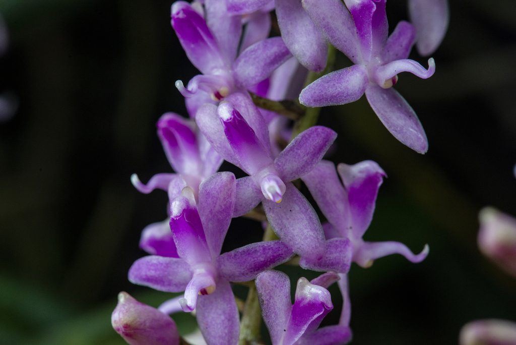 Micropera rostrata