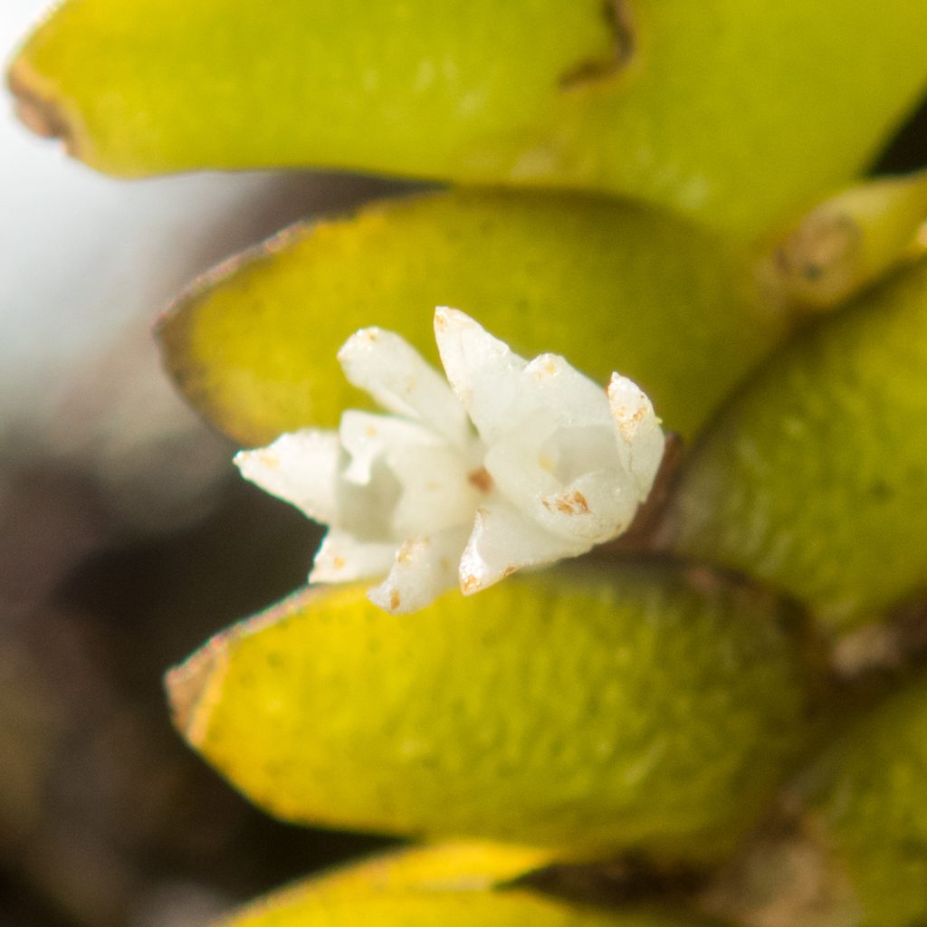Microsaccus