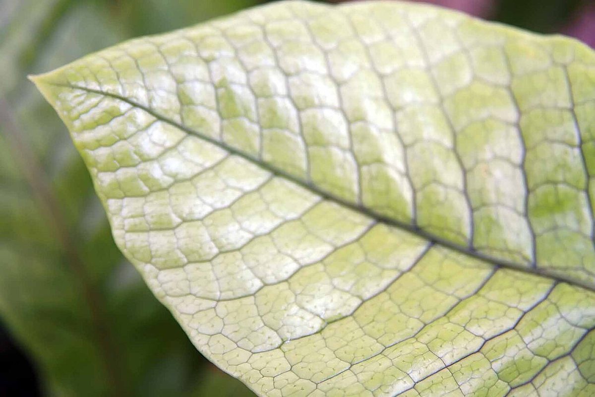 Microsorum