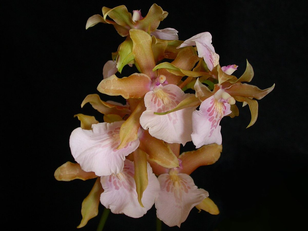 Miltonia bluntii