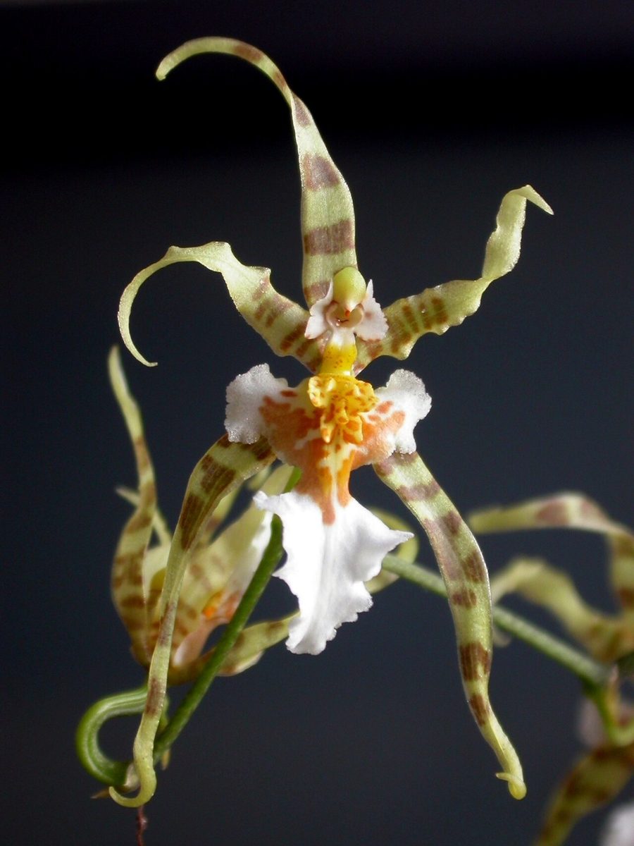Miltonia phymatochila