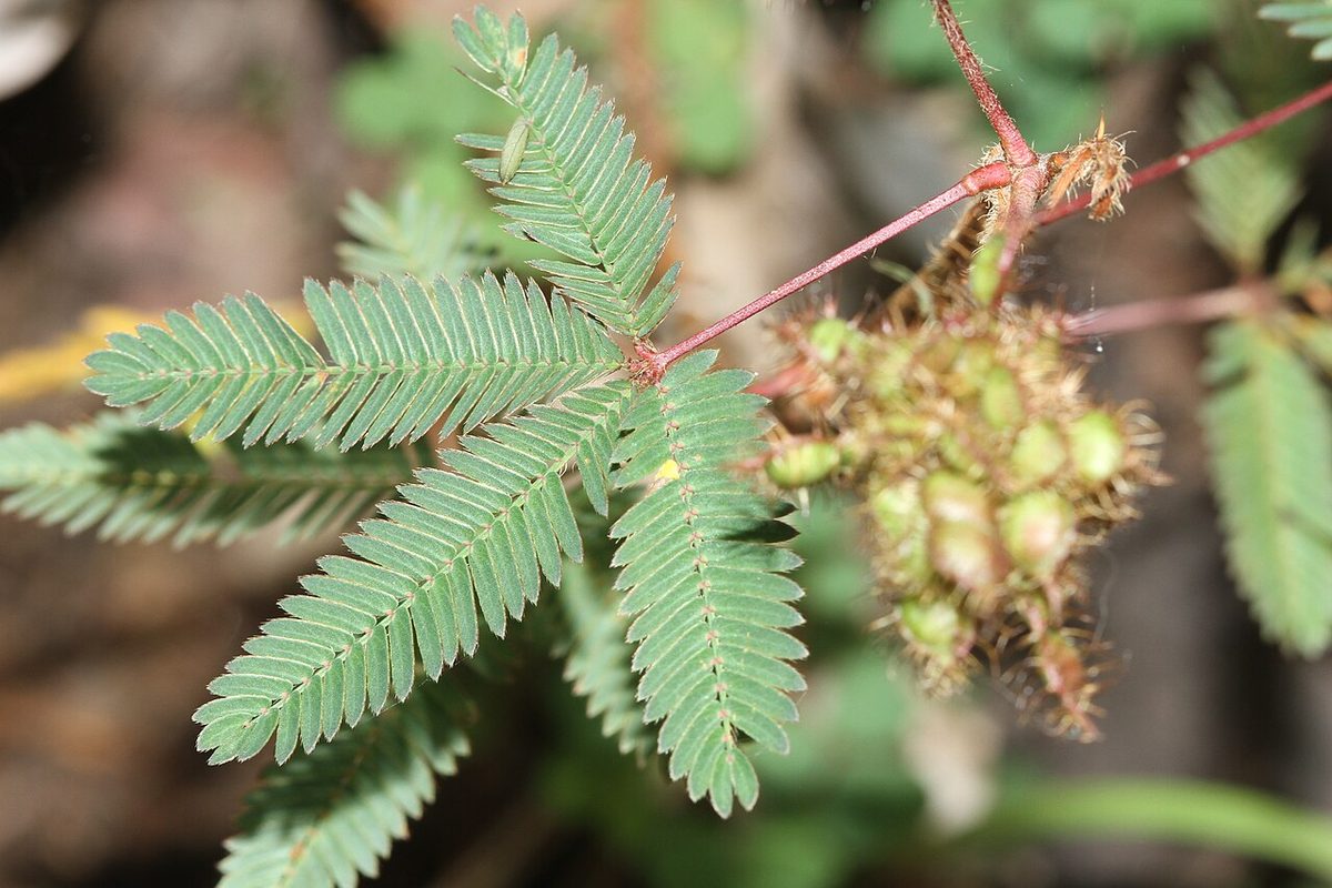 Mimosa