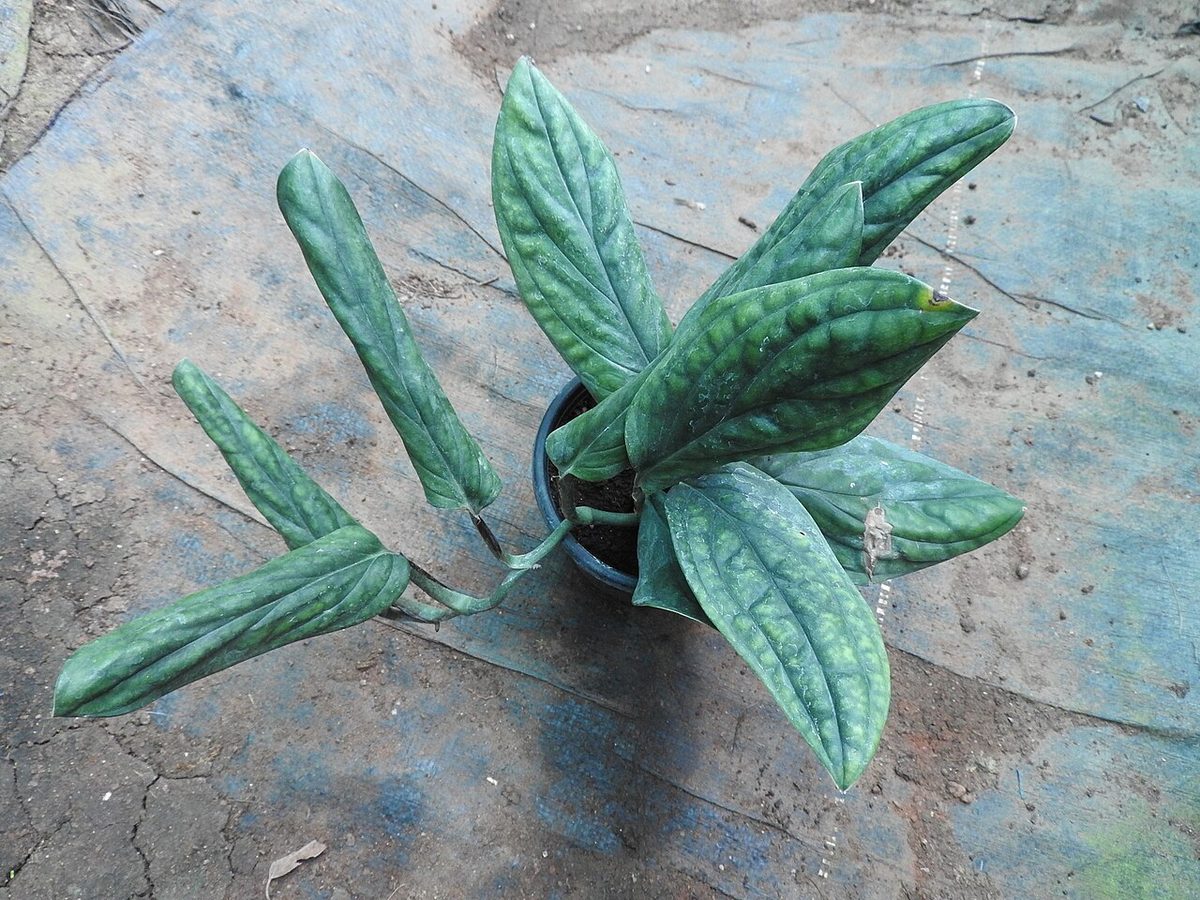 Monstera peru