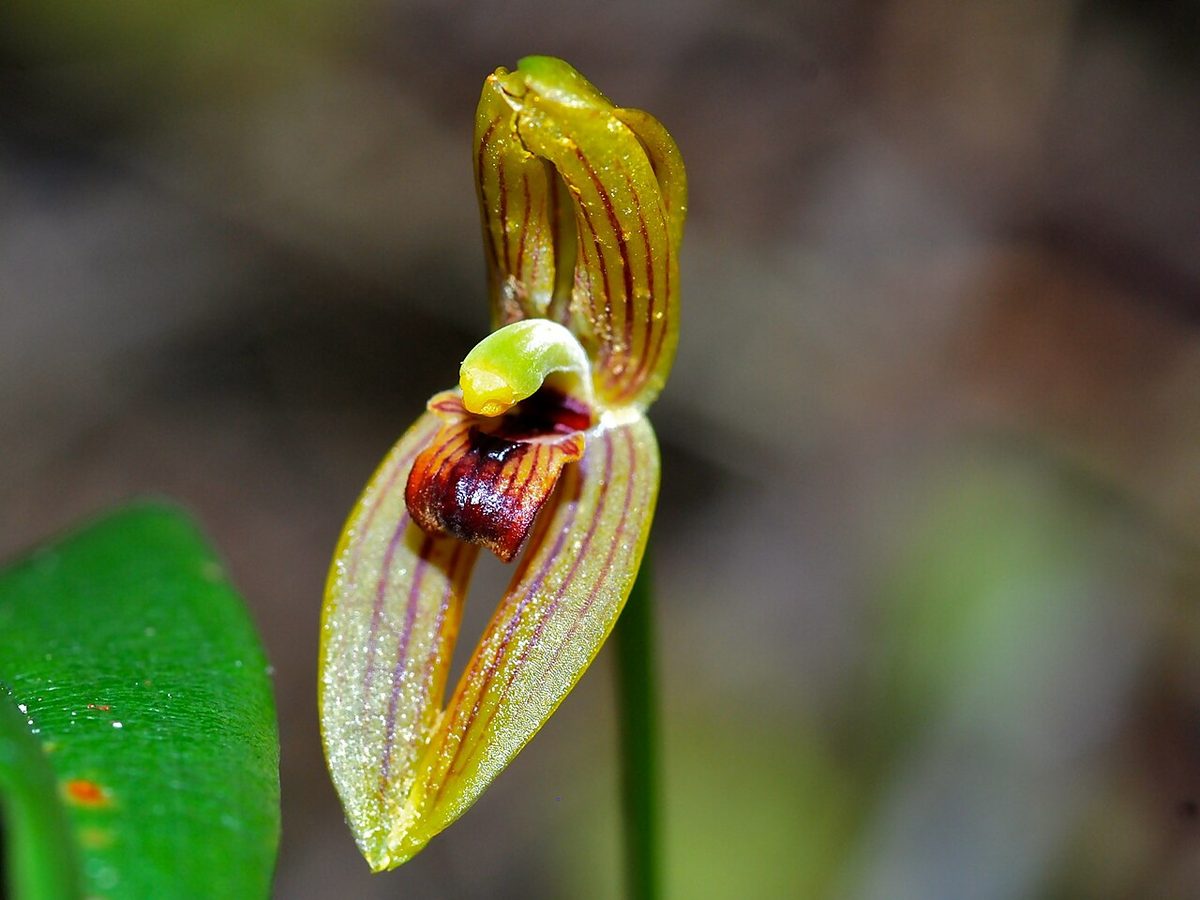 Mormolyca