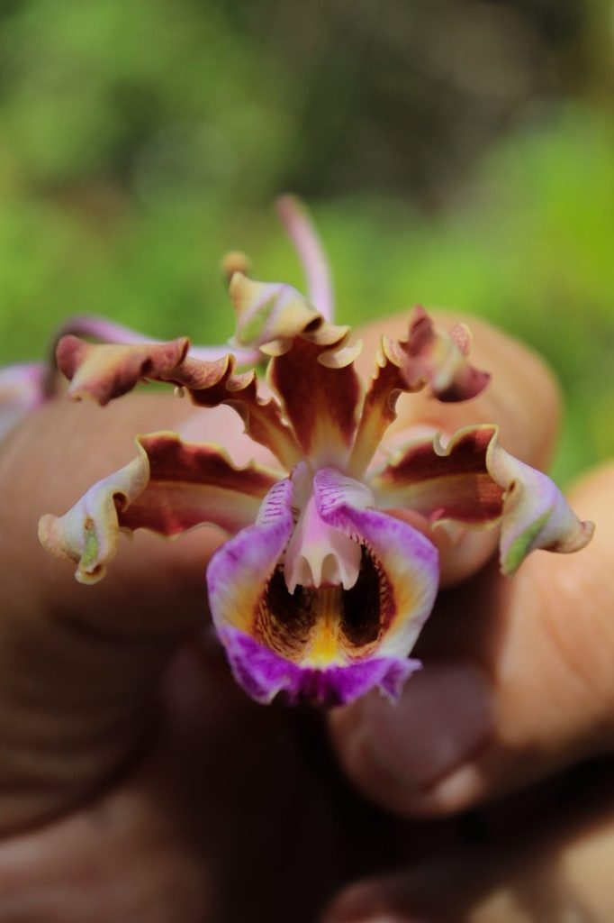 Myrmecophila