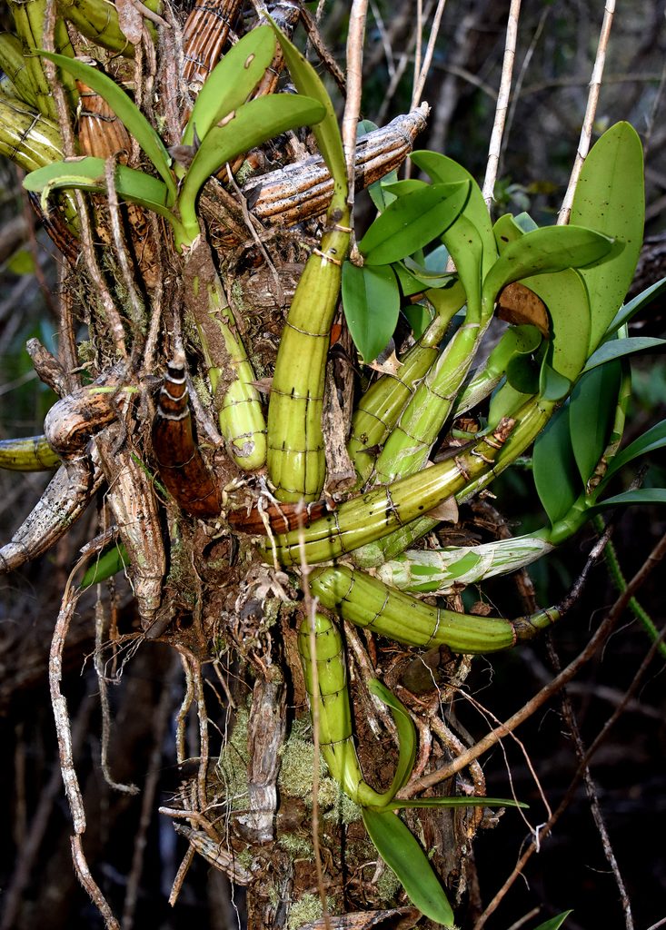 Myrmecophila thomsoniana