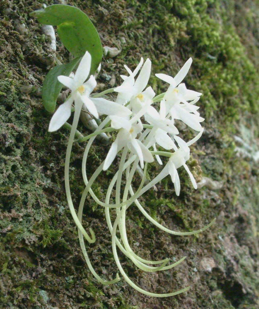 Mystacidium