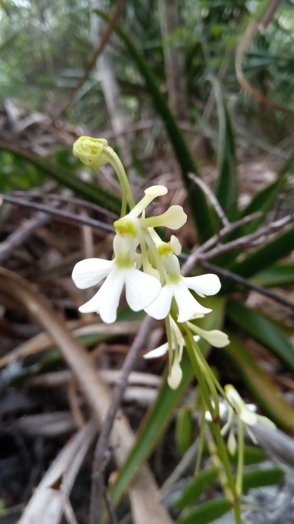 Neobathiea spatulata