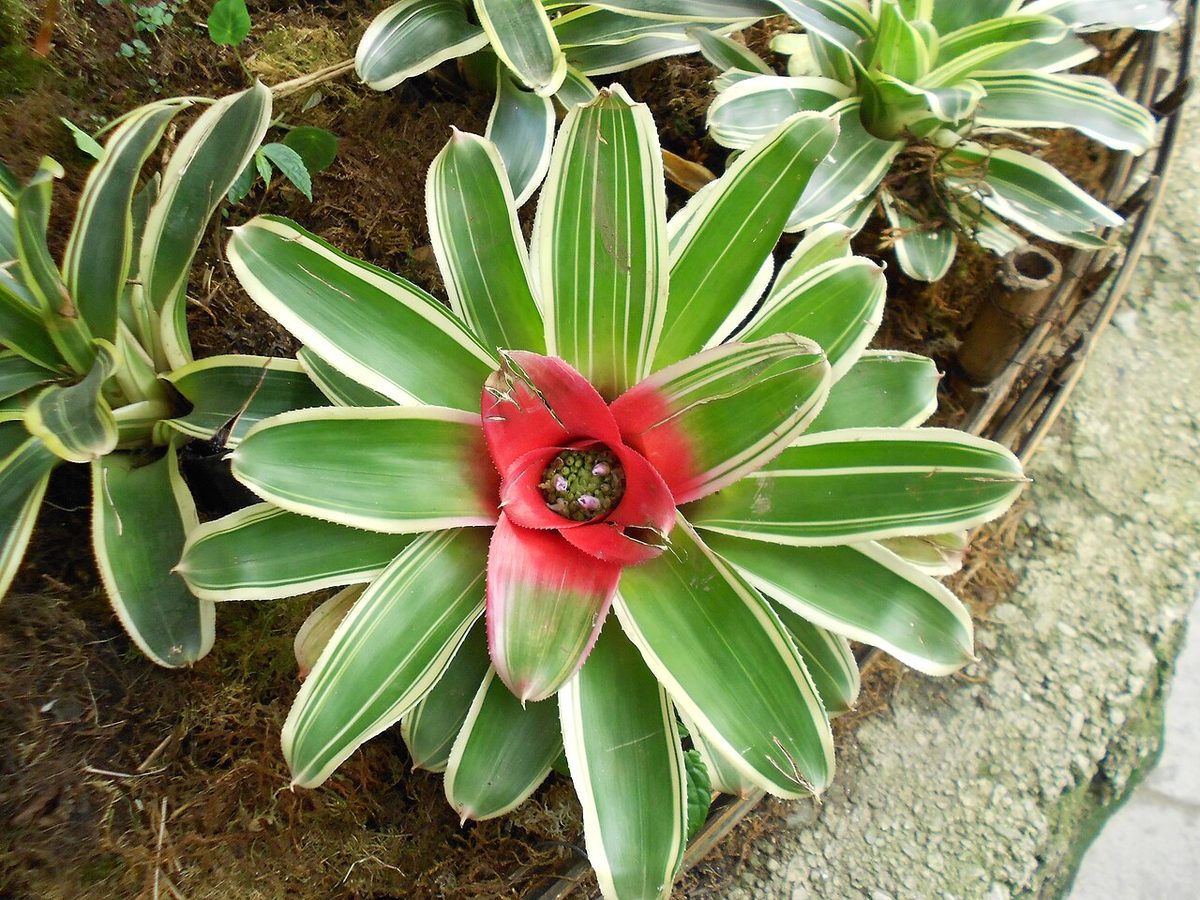 Neoregelia