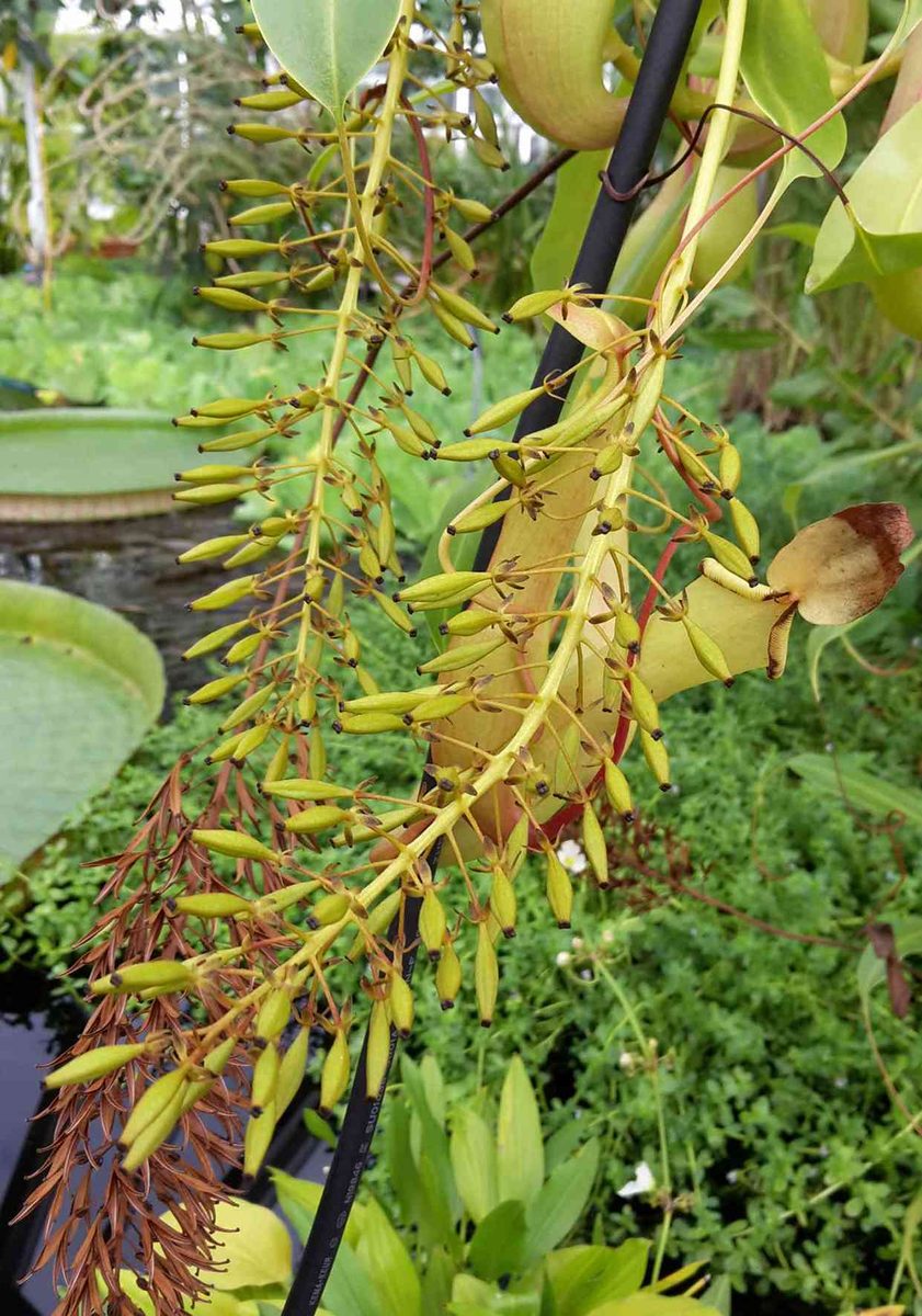 Nepenthaceae