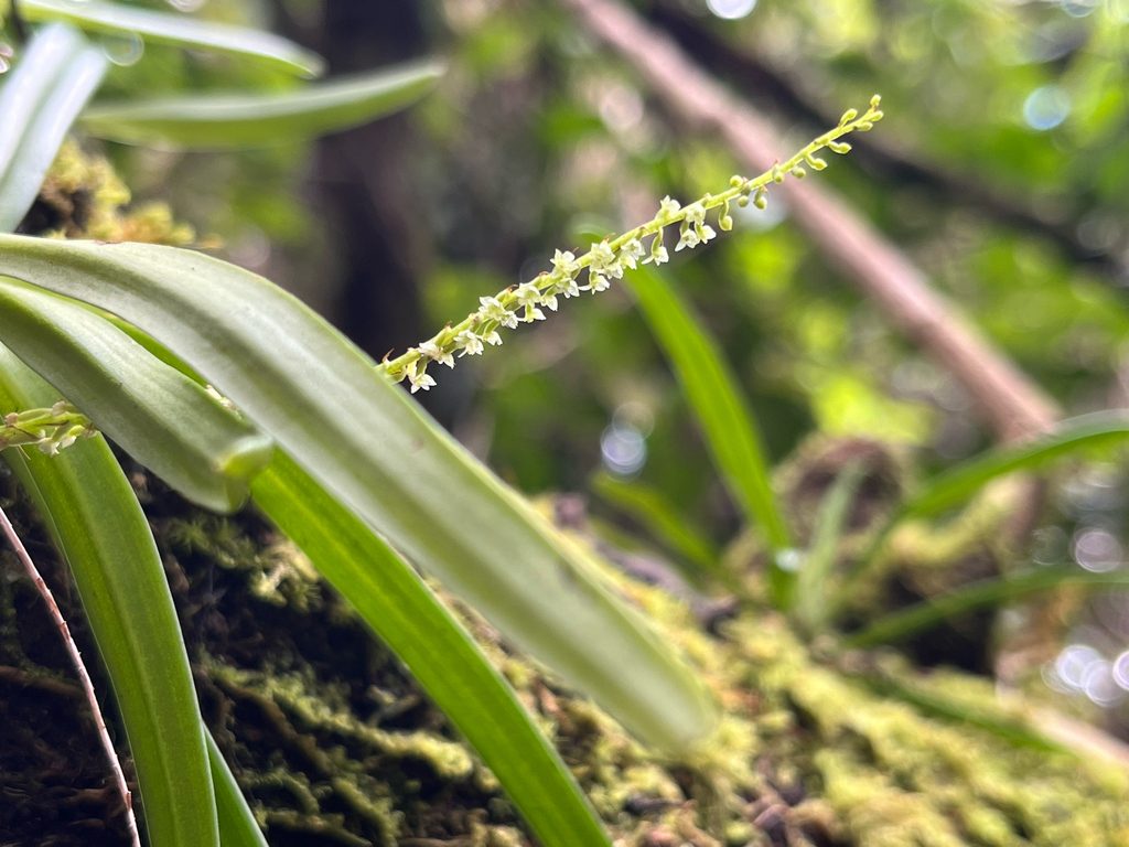Oberonia cavaleriei