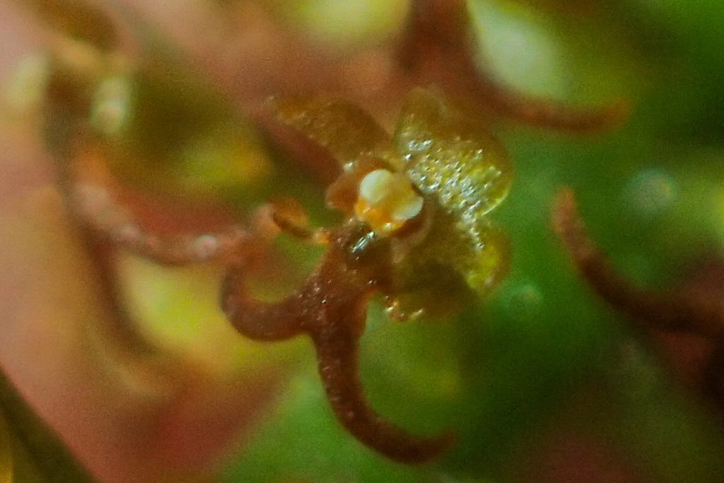 Oberonia rufilabris