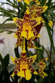 Odontocidium 'Tiger Hambühren'