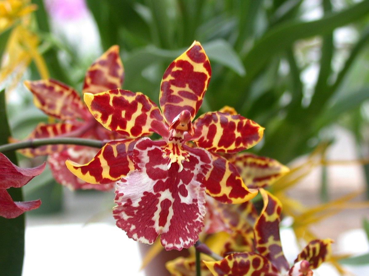 Odontocidium