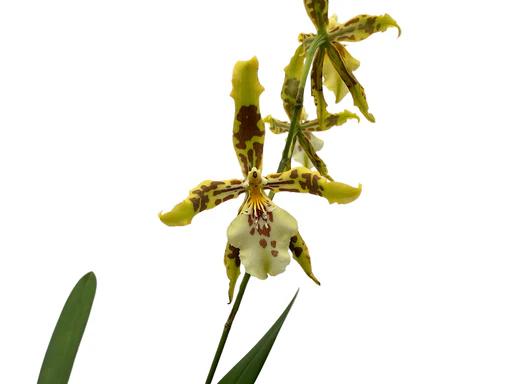 Odontoglossum hybrid
