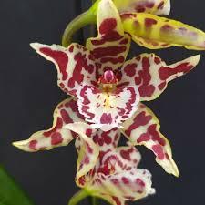 Odontoglossum 'Zebra'