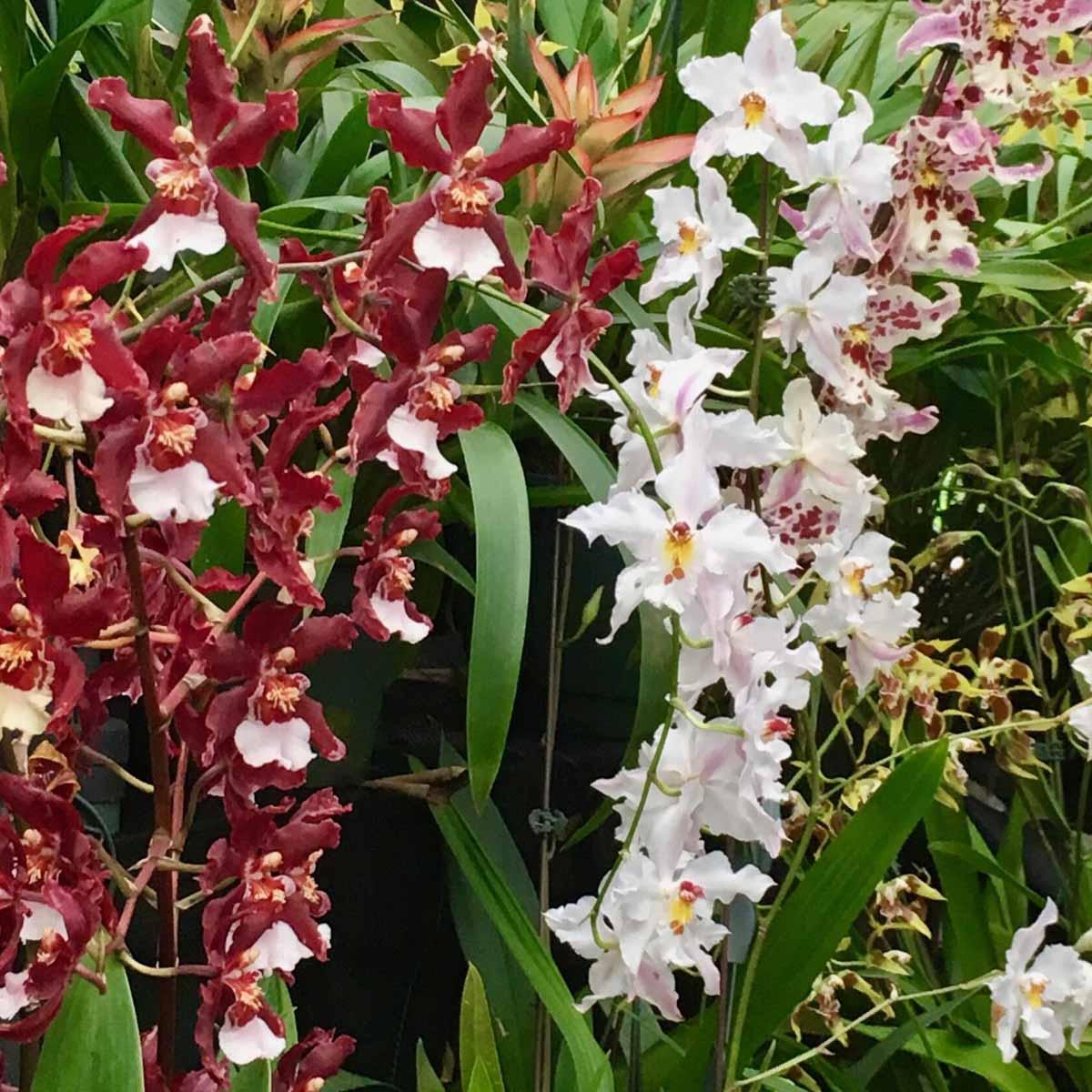 Odontoglossum