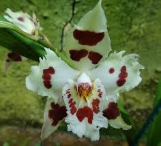 Odontoglossum crispum