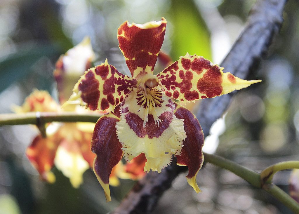 Odontoglossum luteopurpureum
