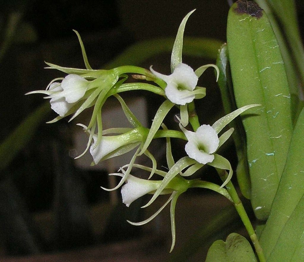 Oeoniella