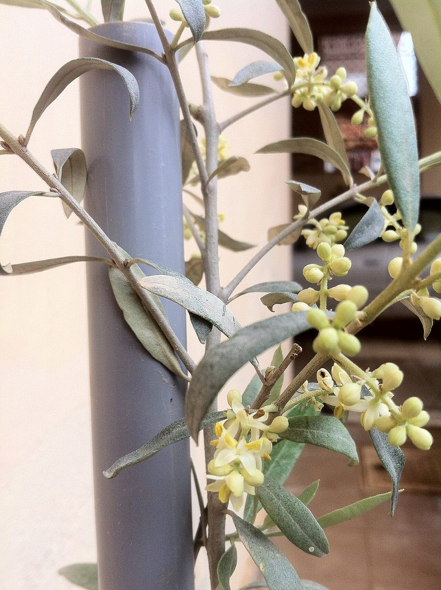 Oleaceae