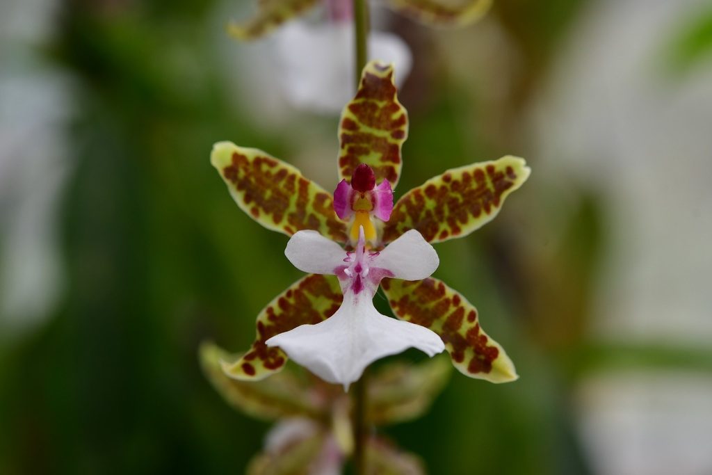 Oncidium leucochilum