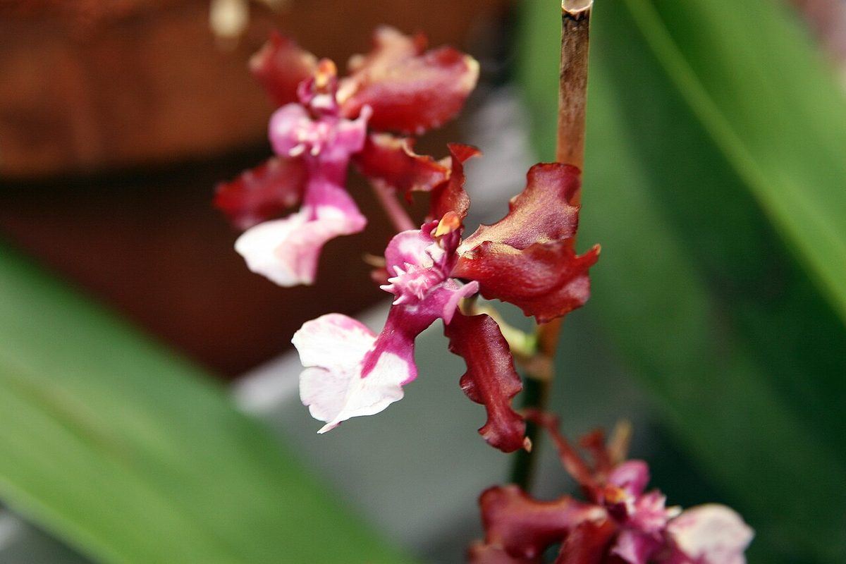 Oncidium Sharry Baby