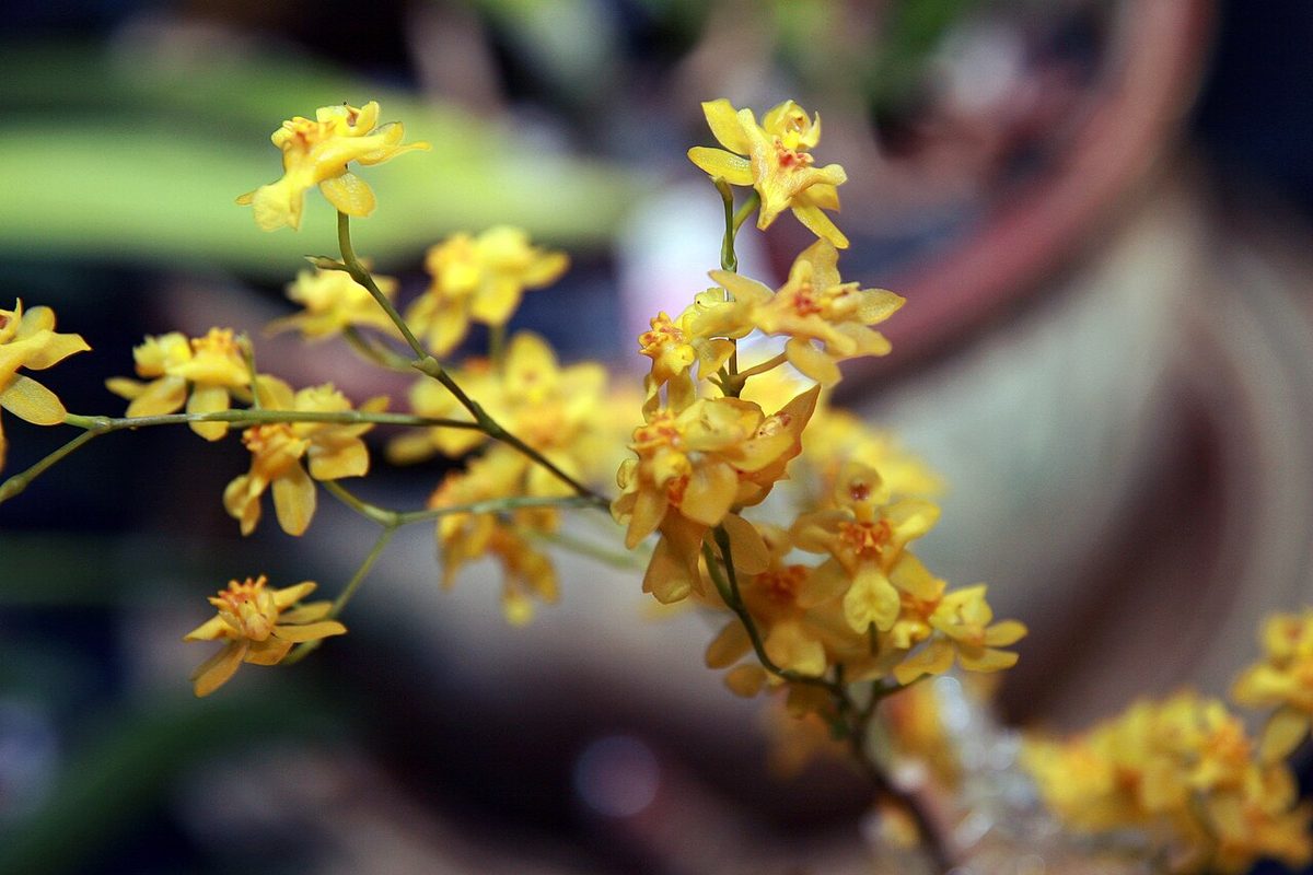 Oncidium Twinkle