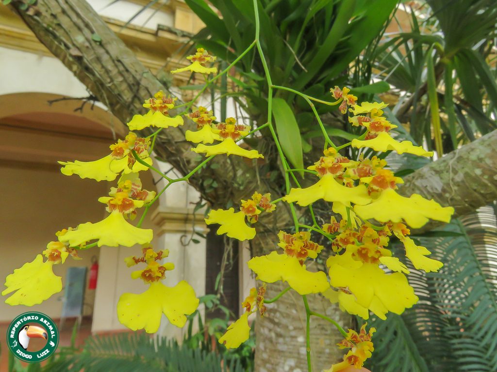 Oncidium varicosum