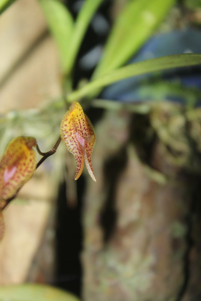 Pabstiella